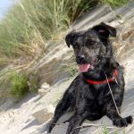 Psy pasterskie – metody szkolenia